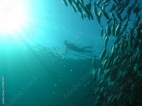 Fischschwarm mit Sonne und Model