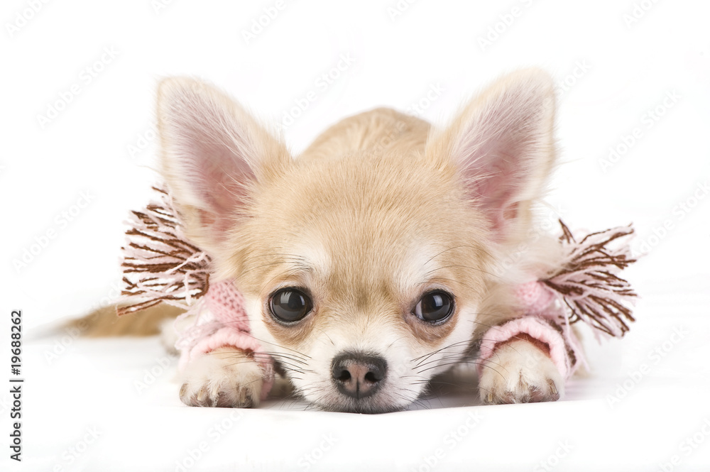 Cute chihuahua puppy in a pink scarf