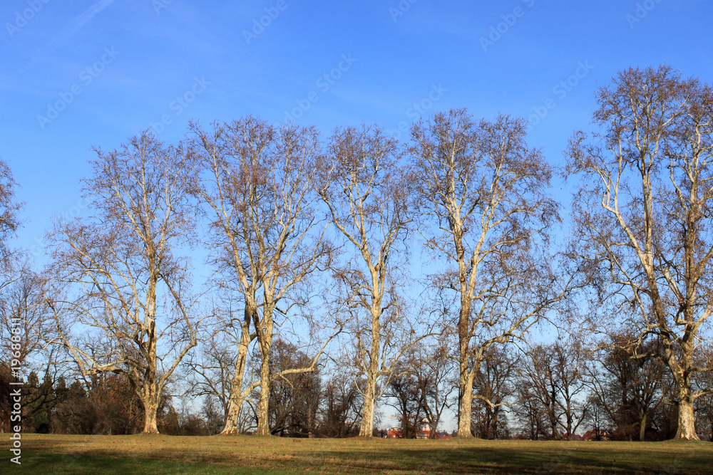 Obraz premium blattlos