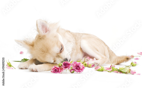 adorable sleeping chihuahua puppy with roses