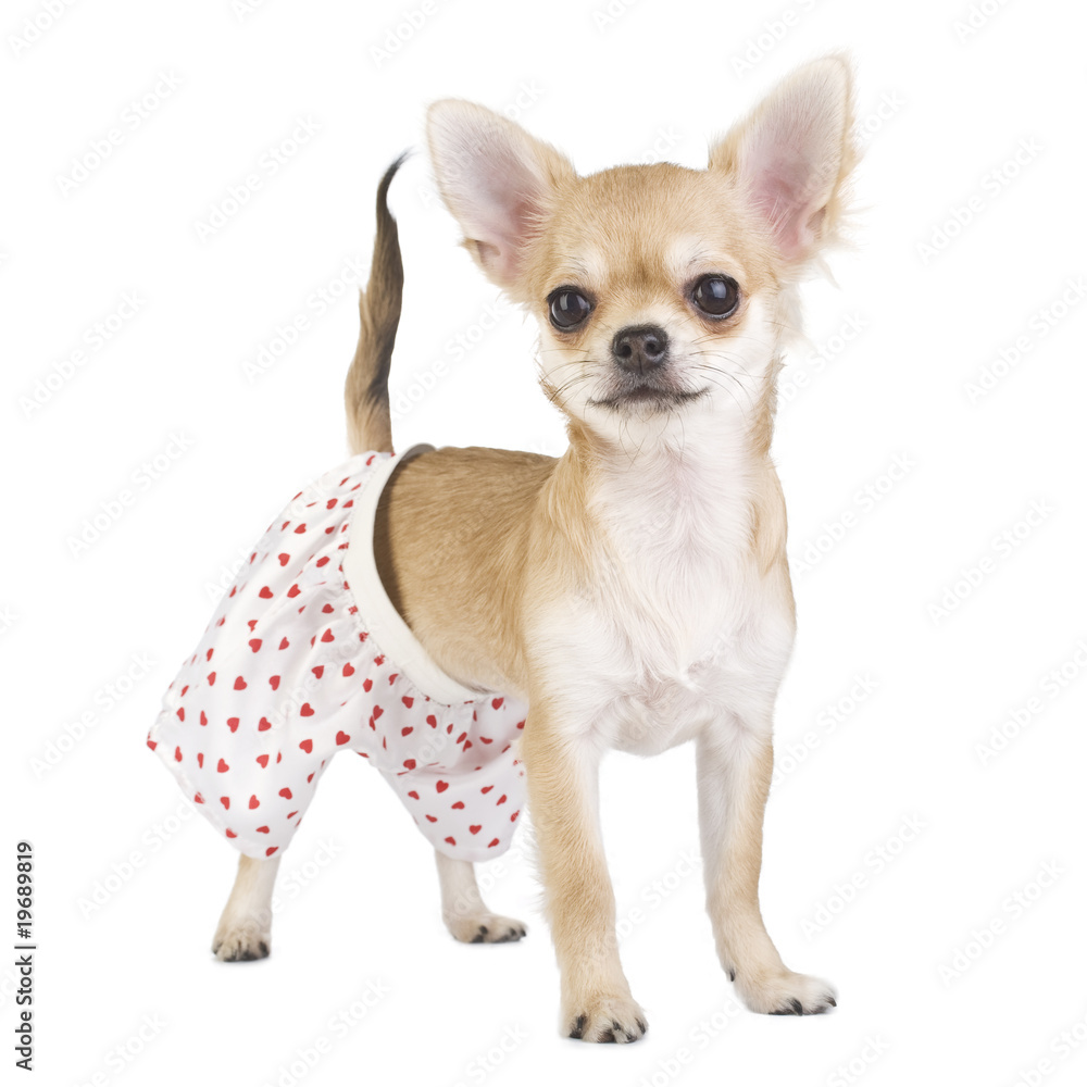 cute chihuahua puppy with funny panties isolated