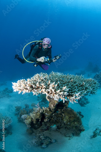 Plongeuse et photo sous marine, Mer Rouge, Egypte