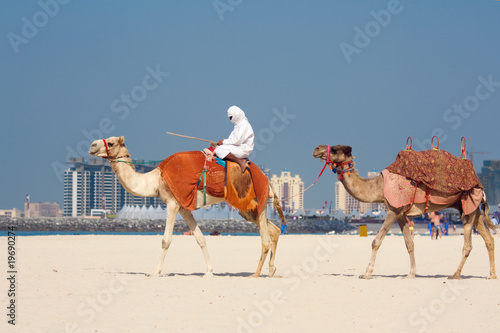 Photography Camels on Jumeirah Beach, Dubai