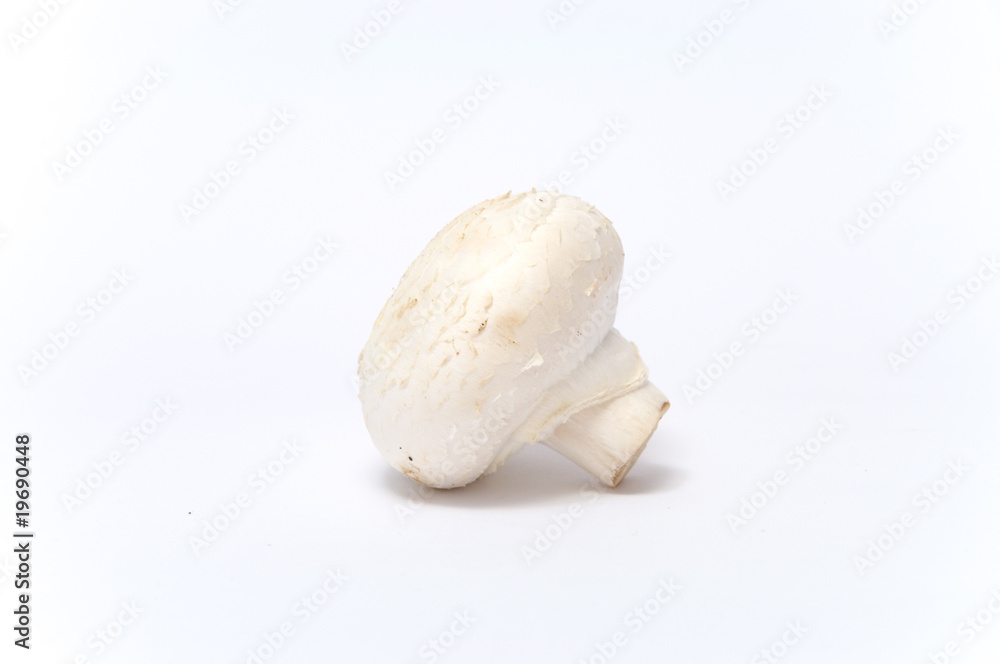 Champignons Champignons