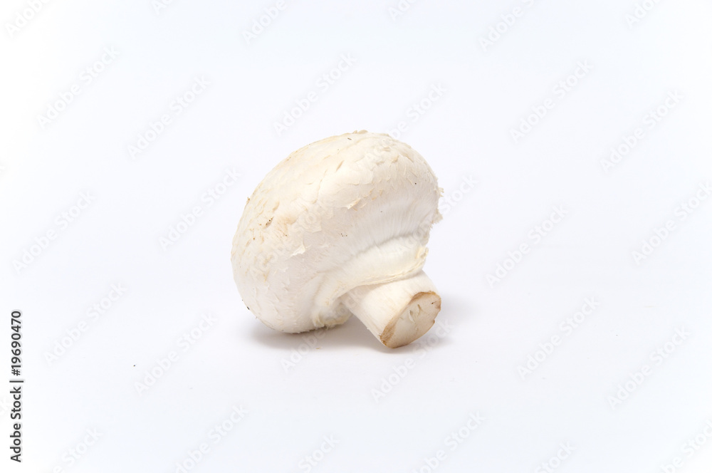 Champignons Champignons