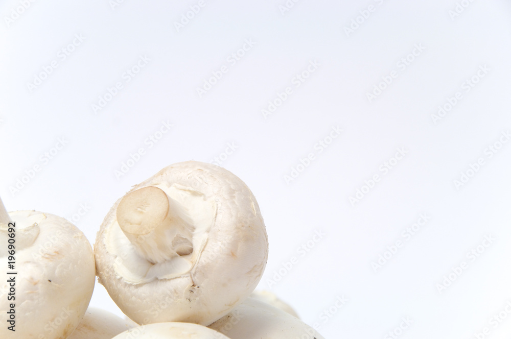 Fototapeta premium Champignons