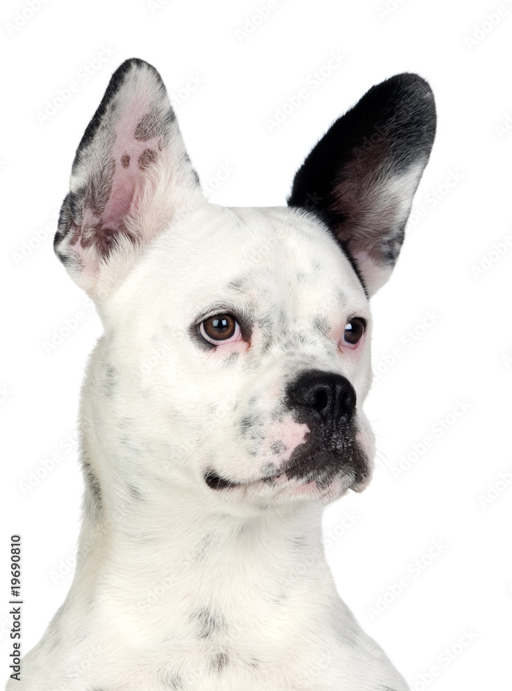 Fototapeta premium Funny dog black and white with big ears