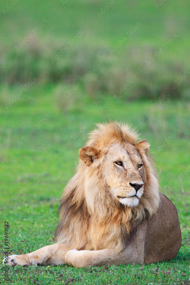 Fototapeta premium Lion