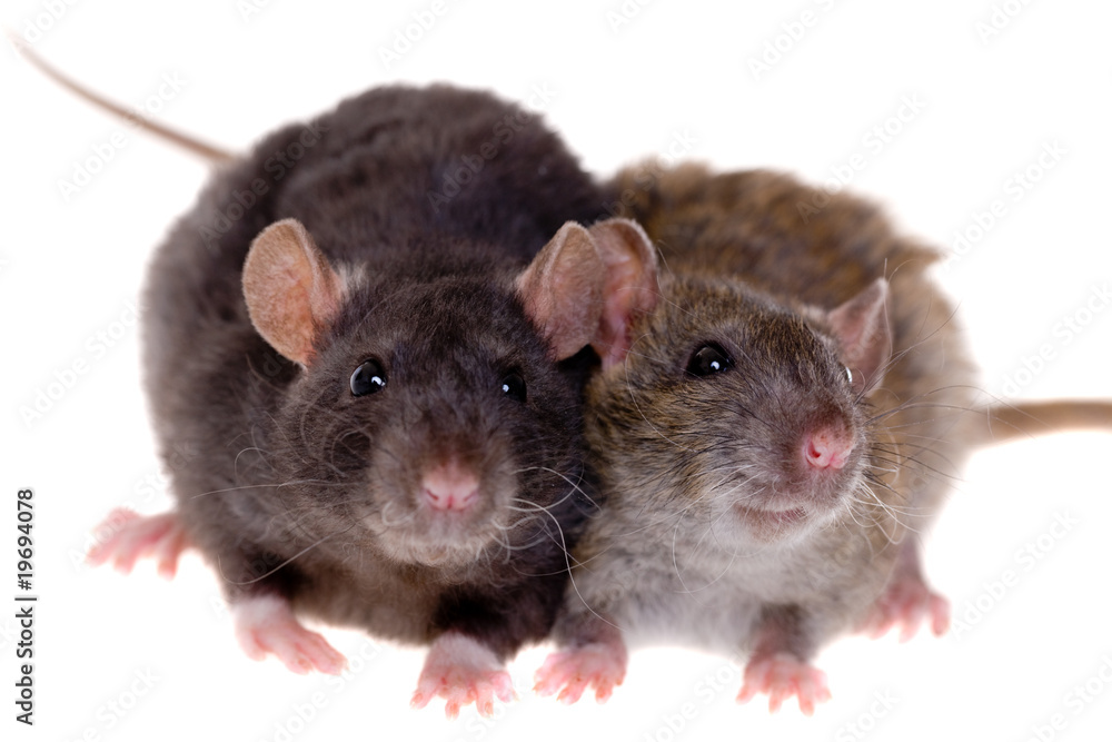 Two small rats Two small rats