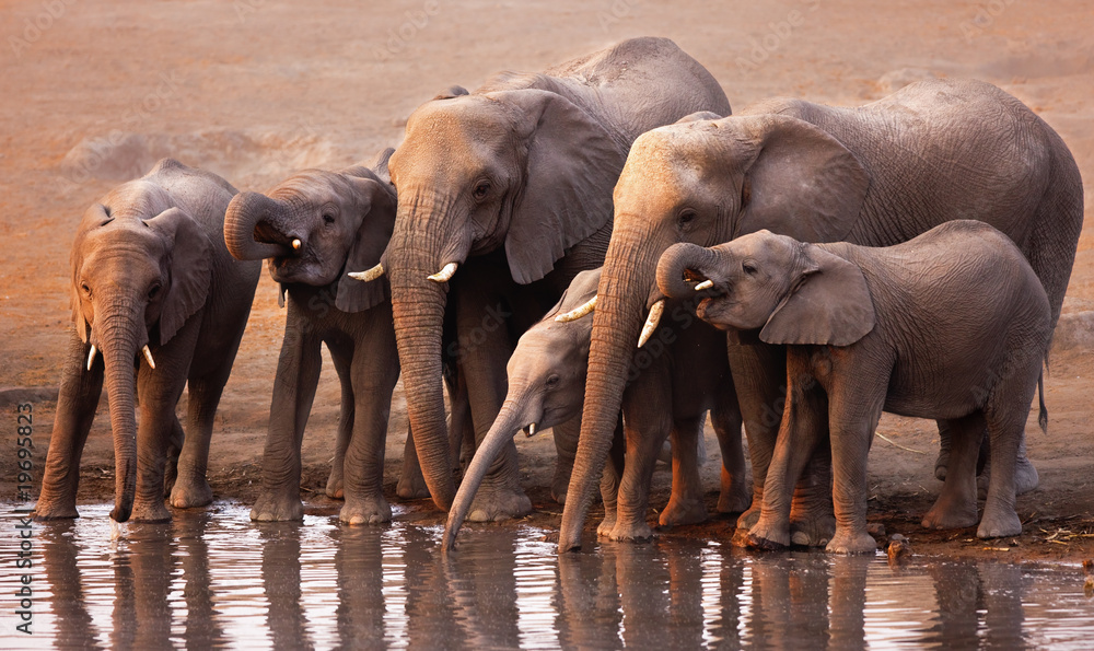 Fototapeta premium Elephants drinking
