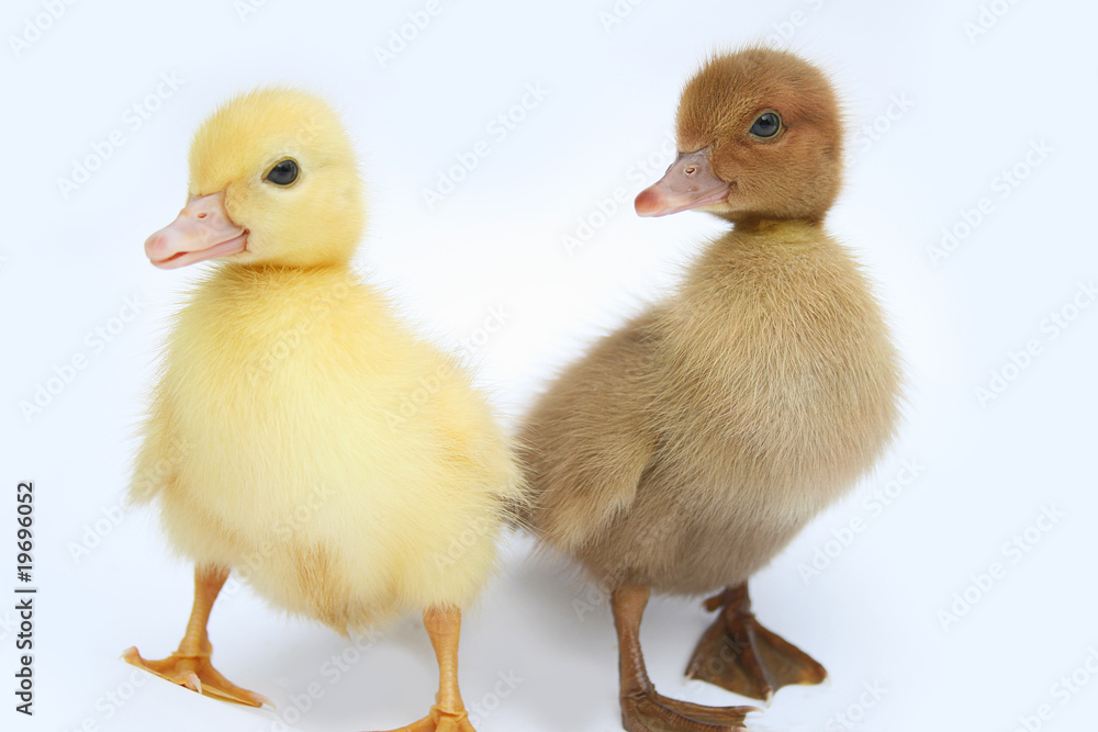 funny ducklings white background