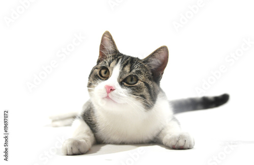 Obraz na płótnie cat w salonie