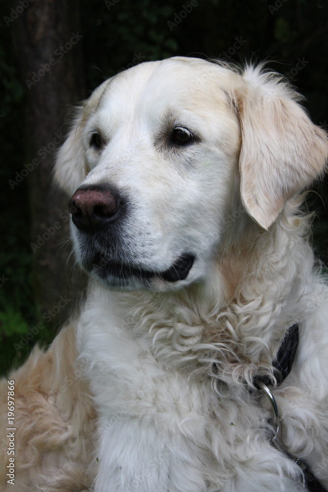 Cremefarbener Labrador Retriever Cremefarbener Labrador Retriever