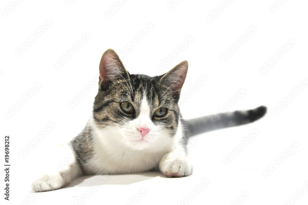Fototapeta premium cat