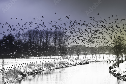 Vogelflug photo