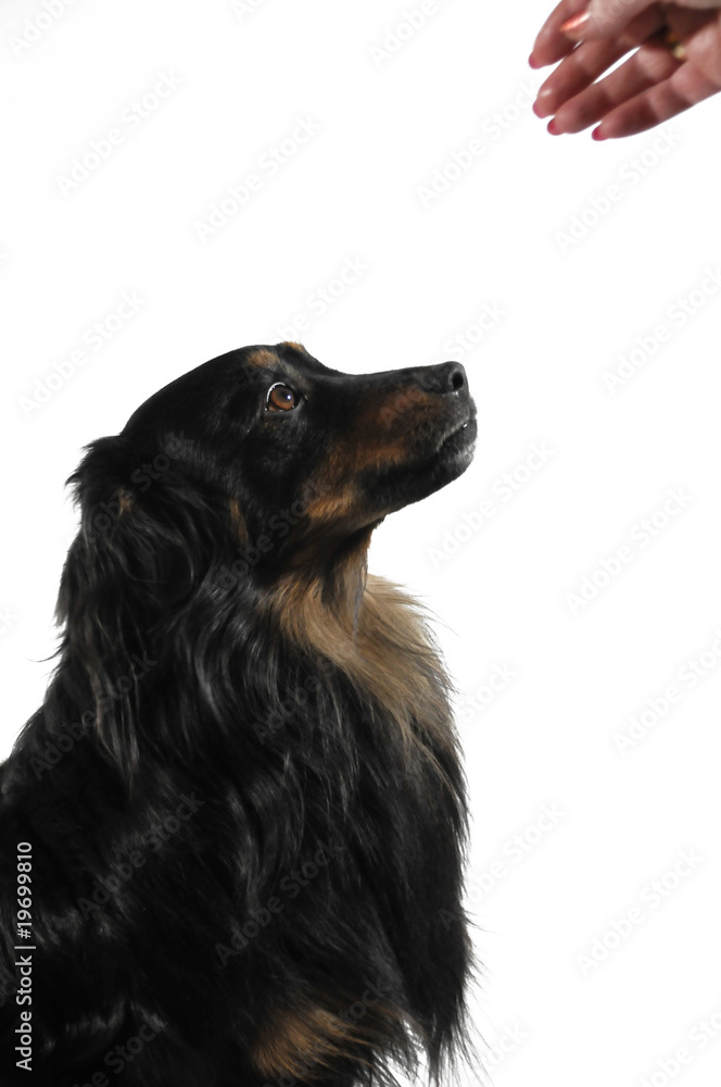 dog dog