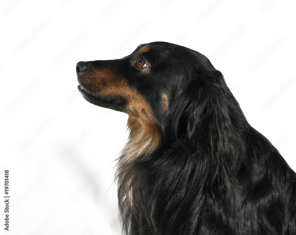 dog dog