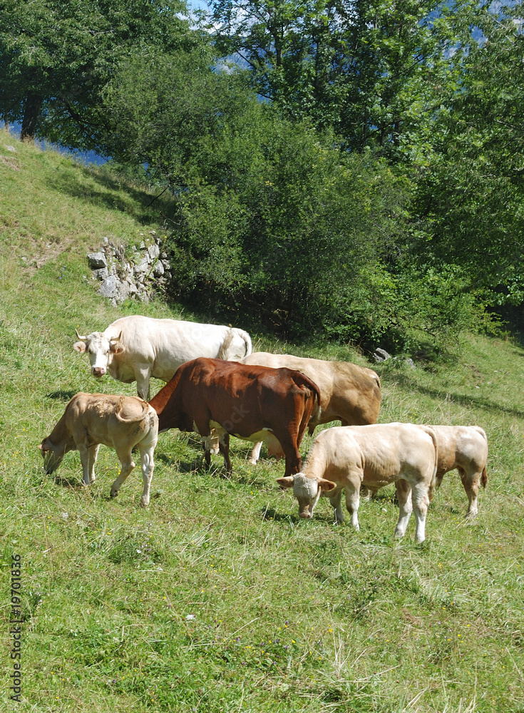Vaches en montagne