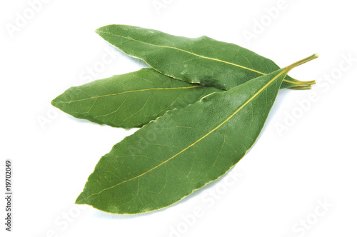 bay laurel leaves isolated on a white background