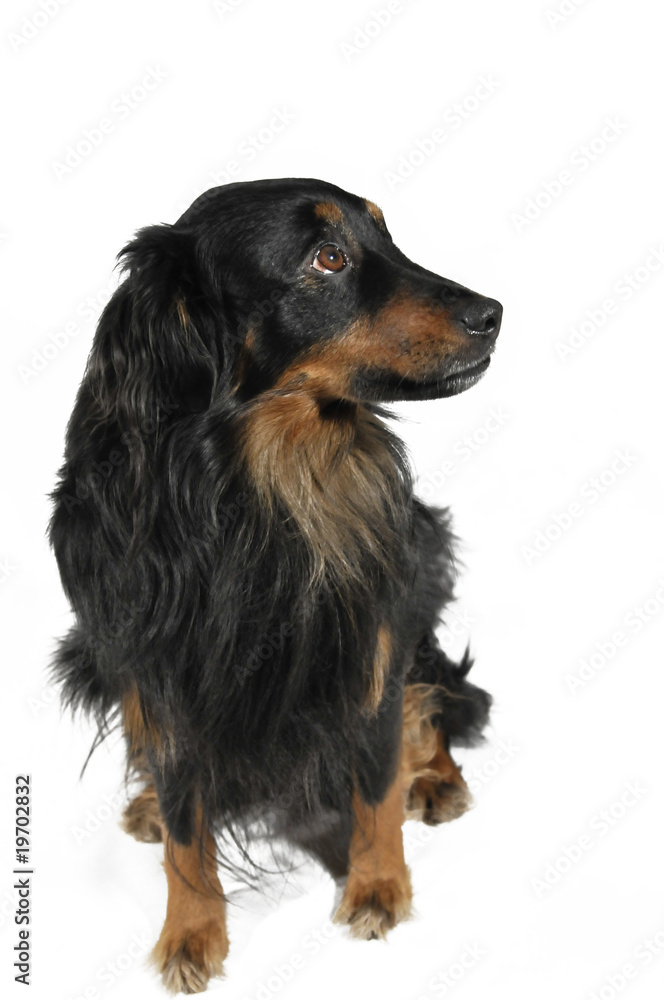dog dog