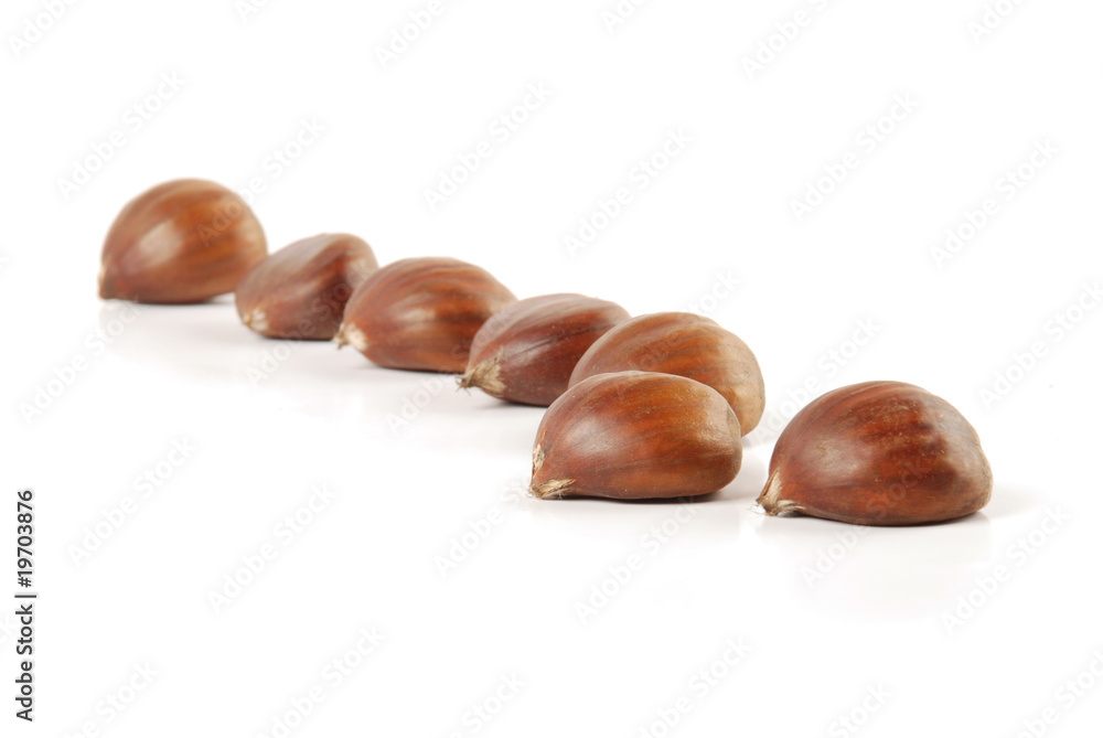 chestnut chestnut