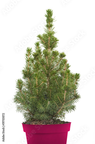 fir-tree in a red pot isolated on white