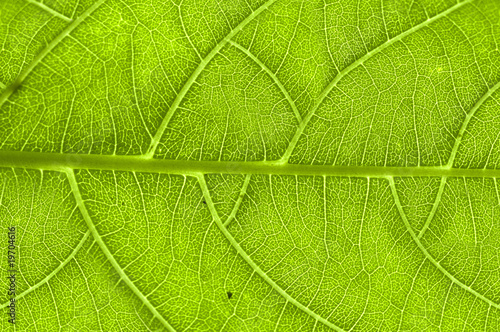 extreme close up of green leaf veins