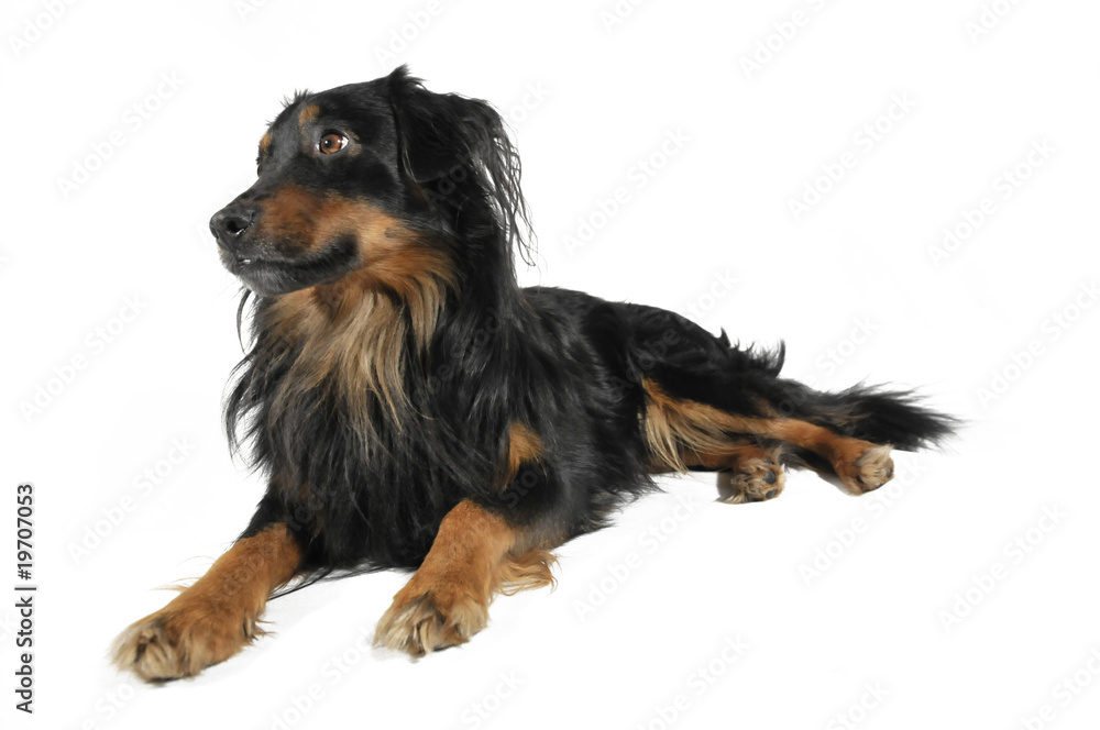 dog dog