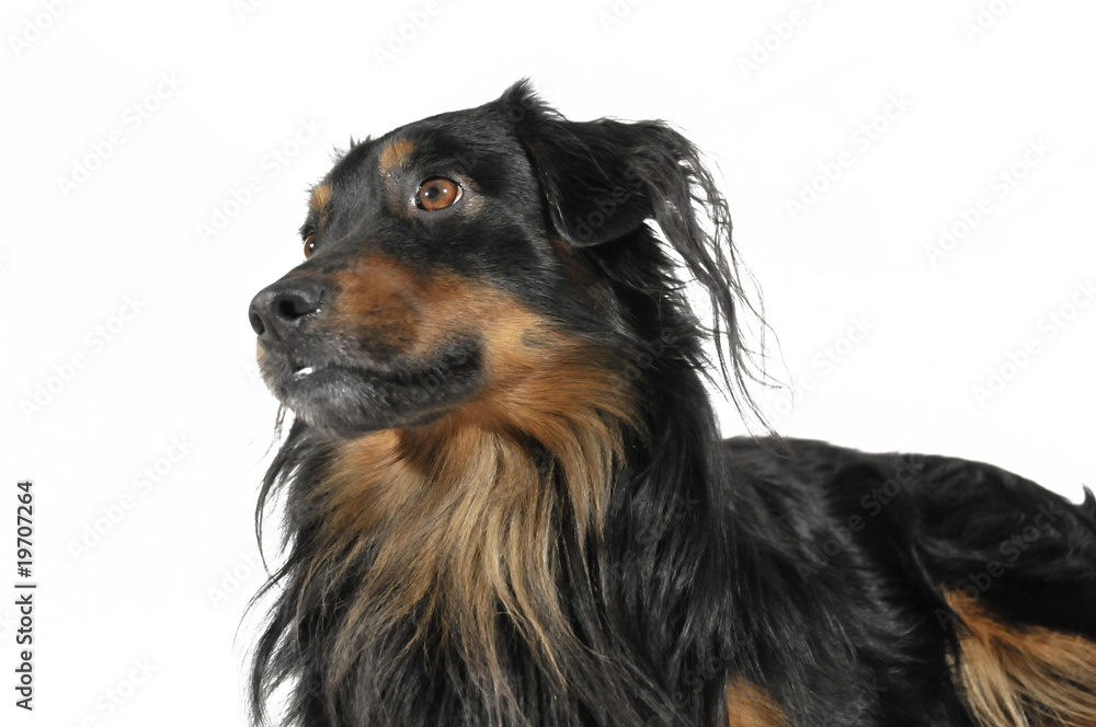 dog dog