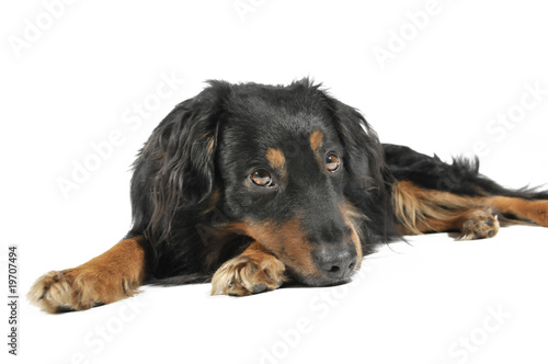 Obraz na płótnie dog w salonie