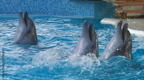 HD Dolphins performing in a dolphin show, closeup