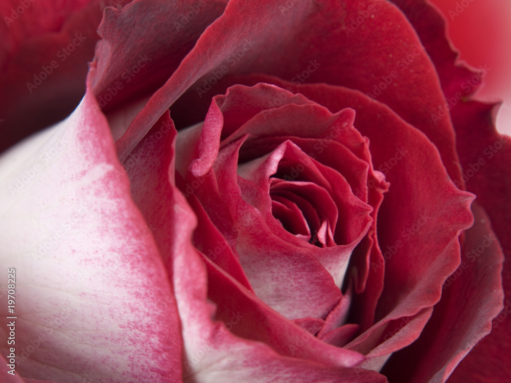 Red-white rose. Macro. Red-white rose. Macro.