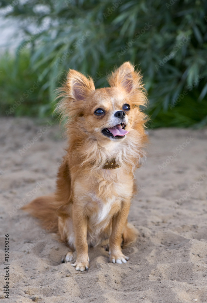 red chihuahua sitting on the beach sand red chihuahua sitting on the beach sand
