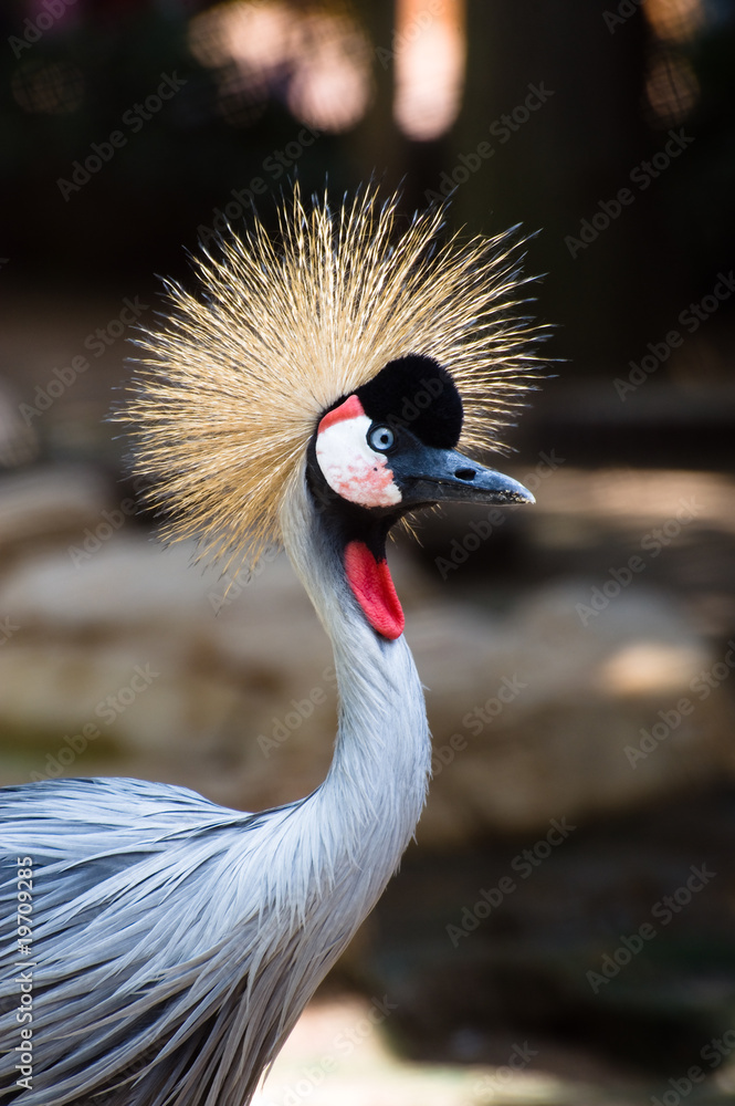 Fototapeta premium Tropical bird