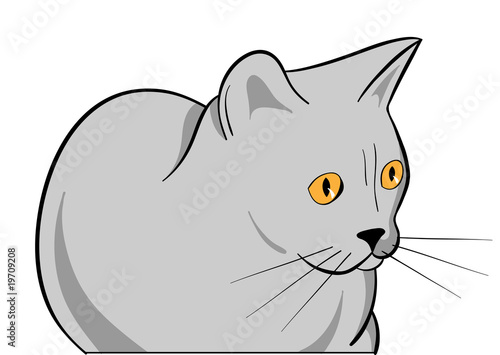cat