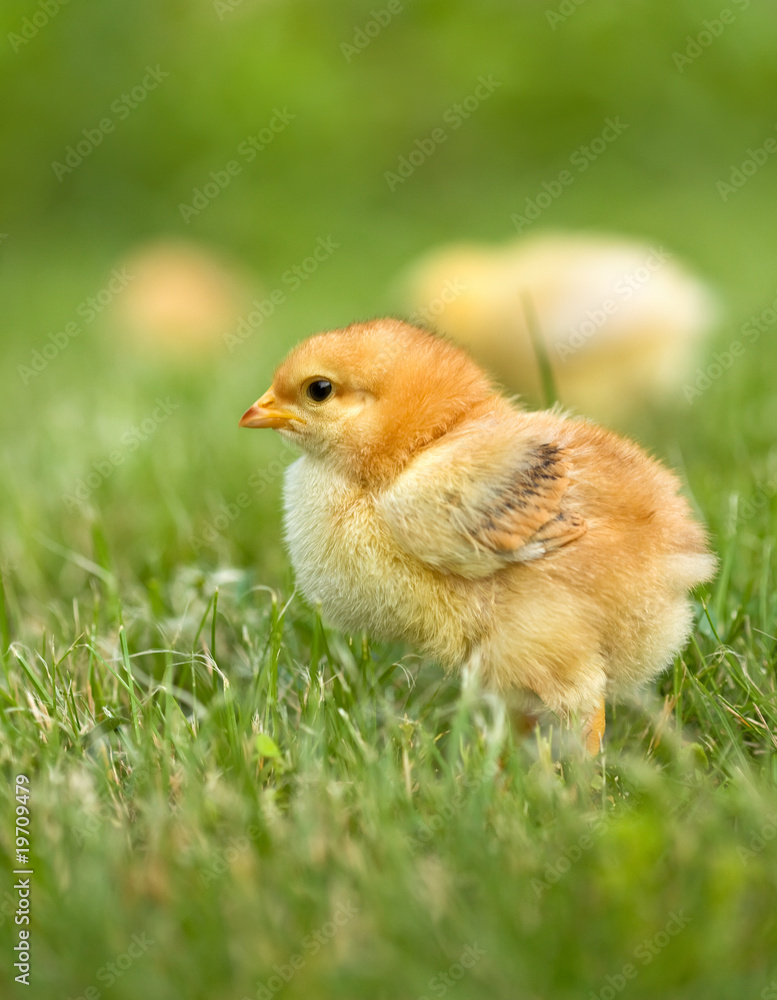Early spring chicken Early spring chicken
