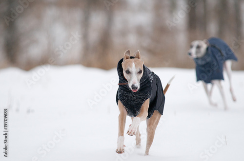 Whippet im Schnee