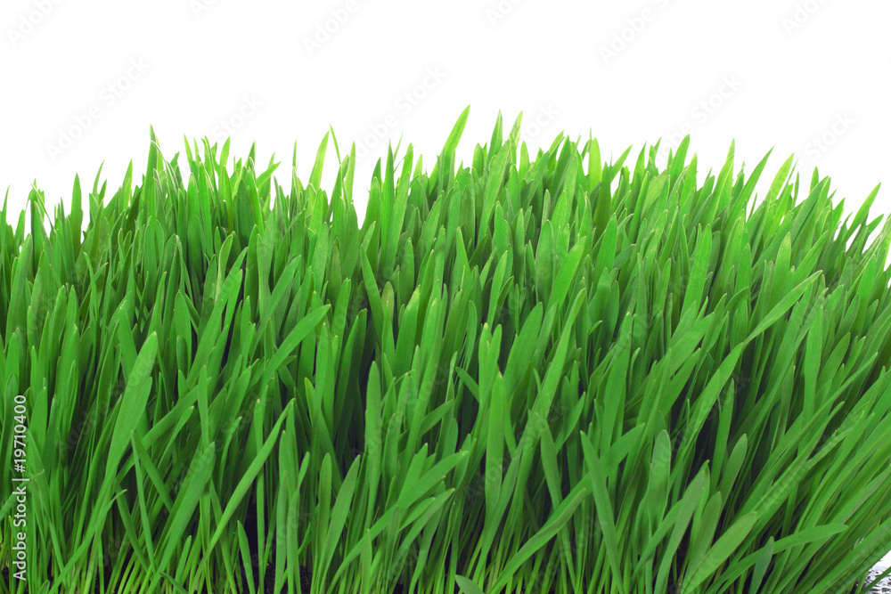 Grass Grass