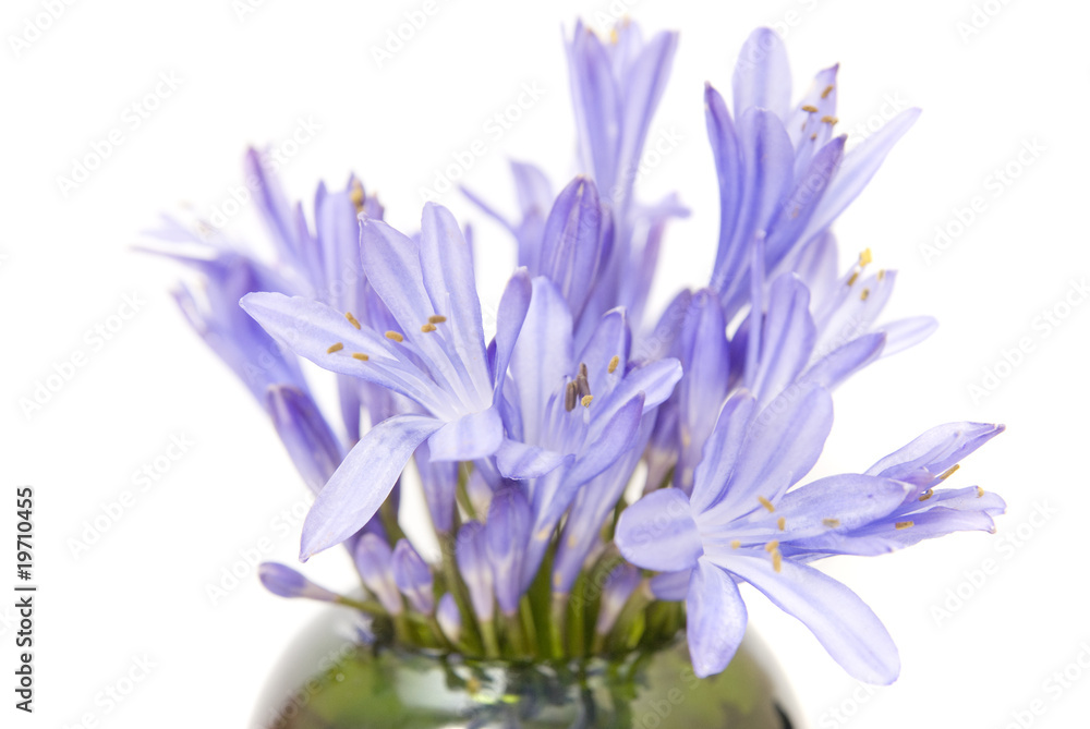 blue spring flowers blue spring flowers