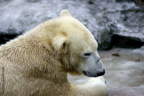 Polar Bear close up