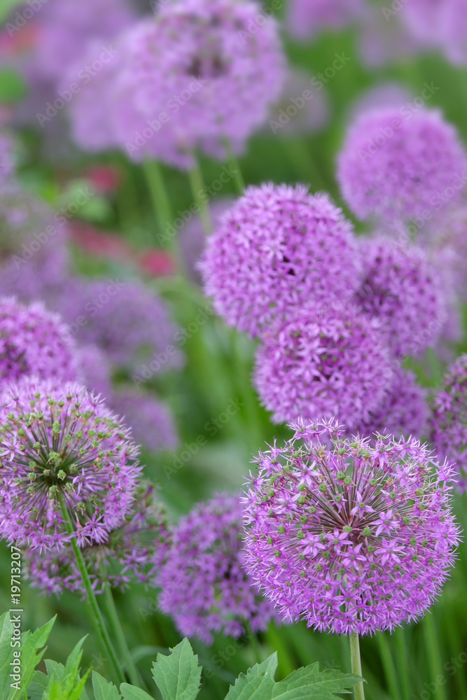 Allium flowers Allium flowers