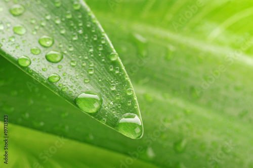green leaf and water drop