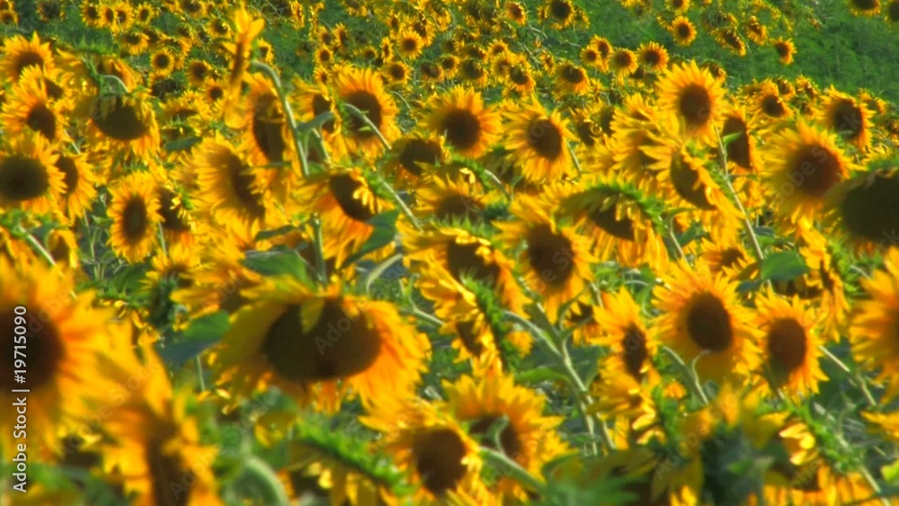 HD Panorama of Sunflower field, sunflowers swaying HD Panorama of Sunflower field, sunflowers swaying