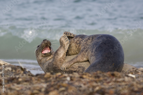 spielende Kegelrobben auf Helgoland