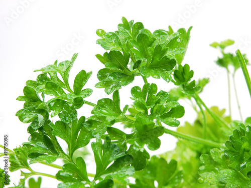 herb parsley