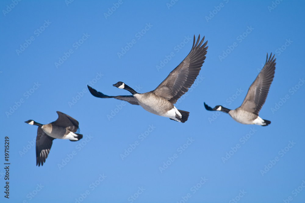 Obraz premium Three Geese