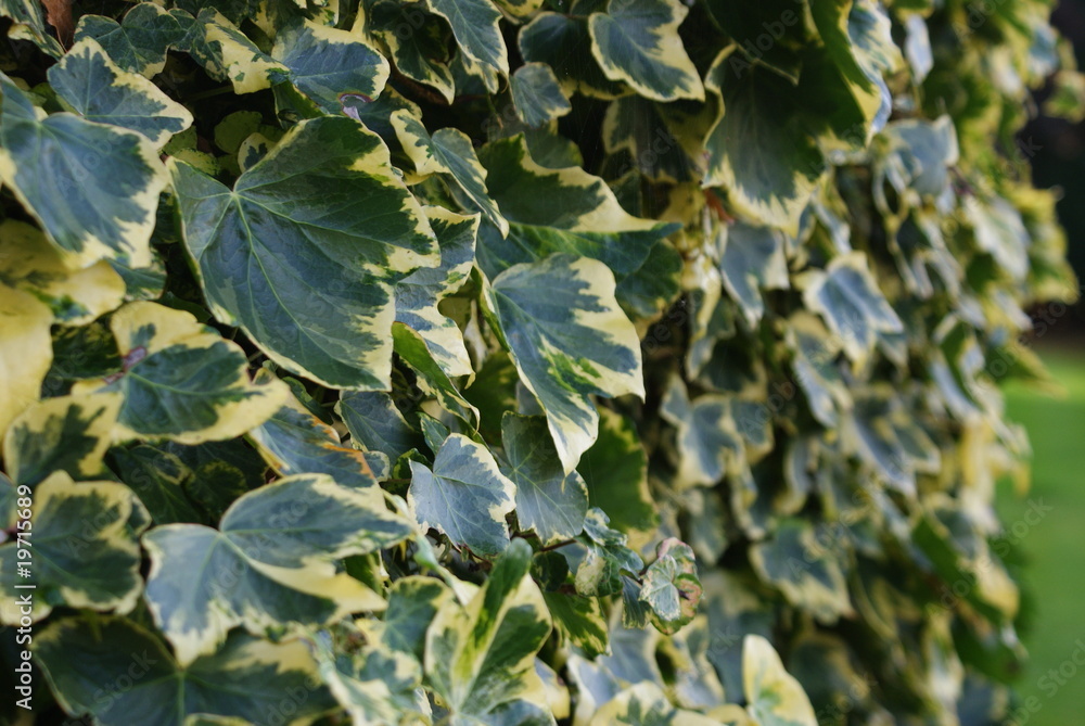 Ivy, plant , photo, depth of field, growth, sping, mature Ivy, plant , photo, depth of field, growth, sping, mature