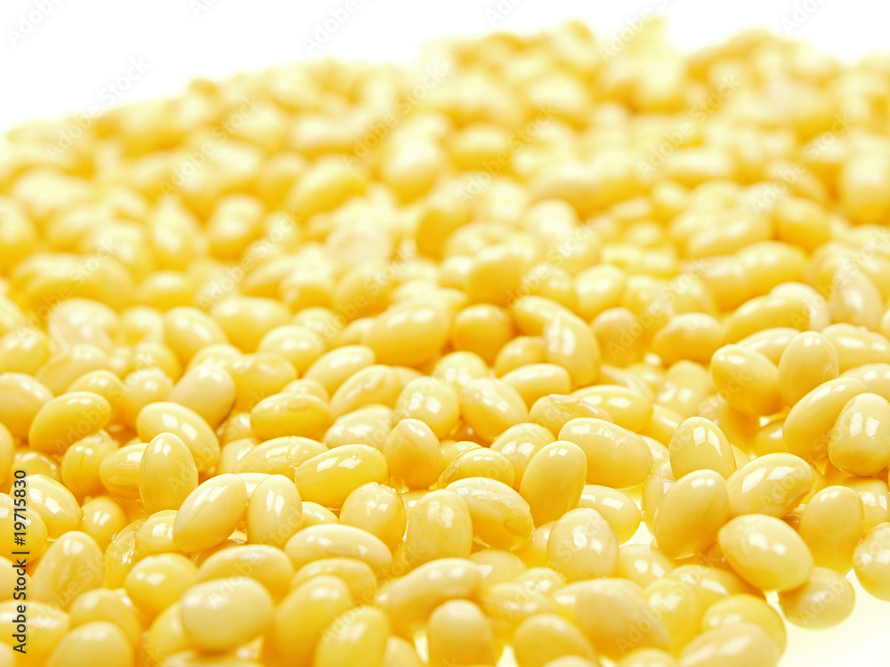 soybean soybean
