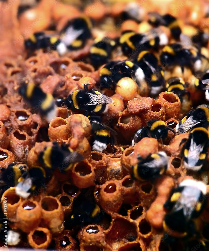 bumblebee at work at a natural humble nest bumblebee at work at a natural humble nest