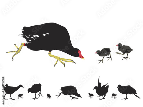 waterhen with chicks, collection